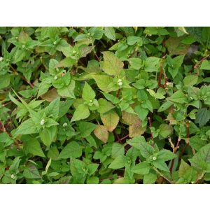 Persicaria nepalensis - Keserűfű