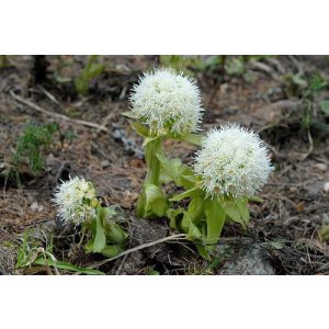 Petasites albus - Acsalapu