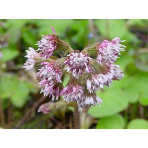 Petasites fragrans - Acsalapu