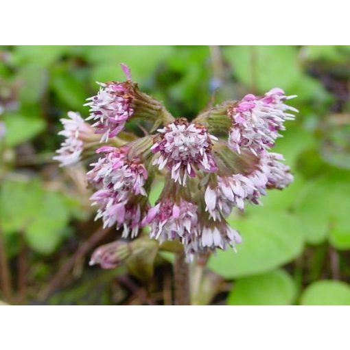 Petasites fragrans - Acsalapu