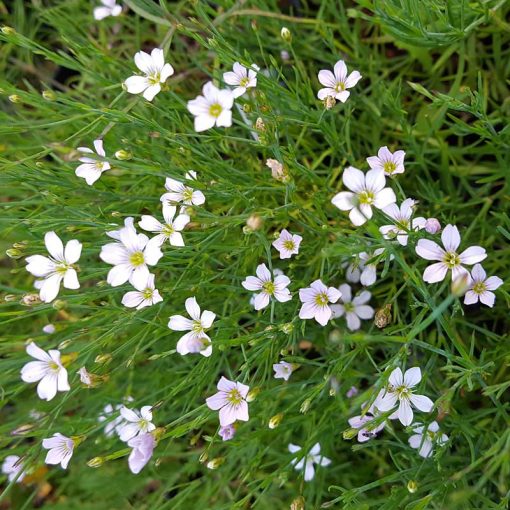 Petrorhagia saxifraga - Kőtörő aszúszegfű