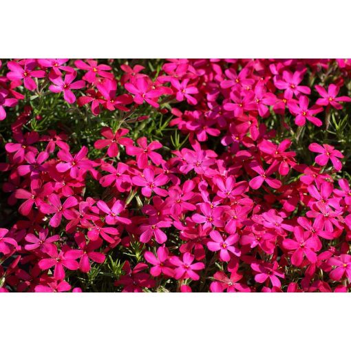 Phlox douglasii Ochsenblut - Törpe lángvirág