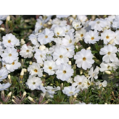 Phlox douglasii White Admiral - Törpe lángvirág