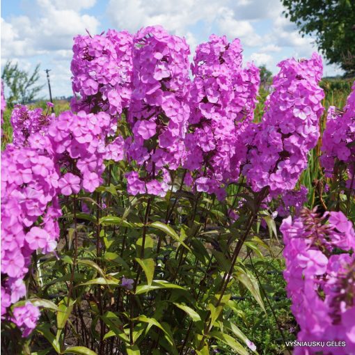 Phlox maculata Alpha - Réti lángvirág