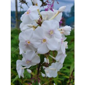 Phlox maculata Delta - Réti lángvirág