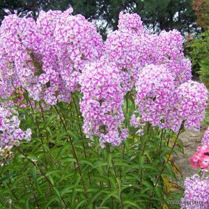 Phlox maculata Natascha  - Réti lángvirág