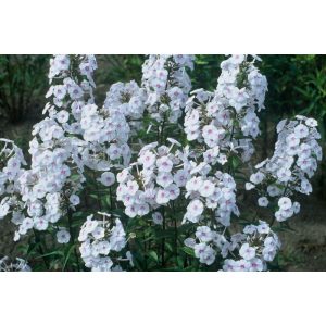 Phlox maculata Omega - Réti lángvirág