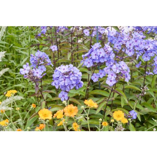 Phlox paniculata Blue Boy - Bugás lángvirág