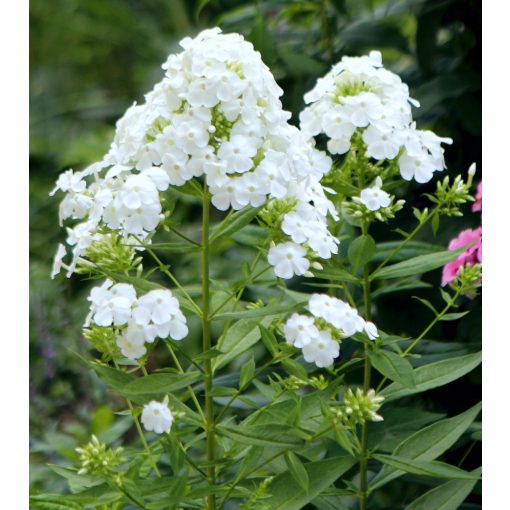 Phlox paniculata David - Bugás lángvirág