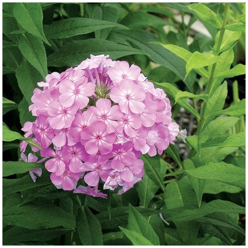 Phlox paniculata Davids Lavender - Bugás lángvirág