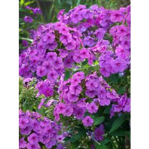 Phlox paniculata Flame Pro Purple - Bugás lángvirág