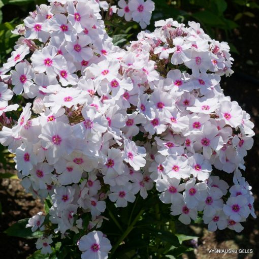 Phlox paniculata Graf Zeppelin - Bugás lángvirág