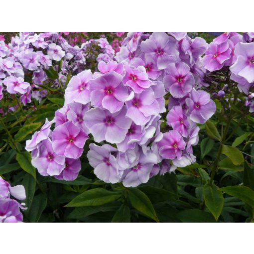 Phlox paniculata Gräfin von Schwerin - Bugás lángvirág