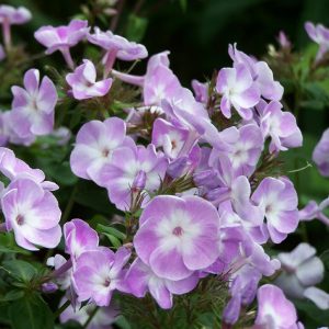 Phlox paniculata Katherine - Bugás lángvirág