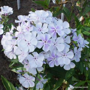 Phlox paniculata Light Blue Flame - Bugás lángvirág