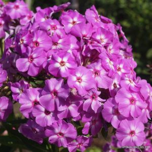 Phlox paniculata Lilac Flame - Bugás lángvirág