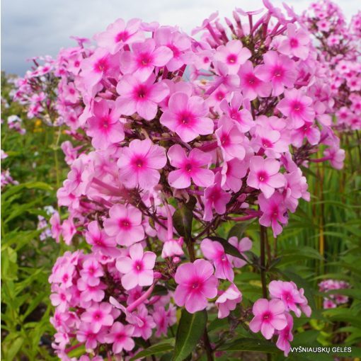 Phlox paniculata Miss Pepper - Bugás lángvirág