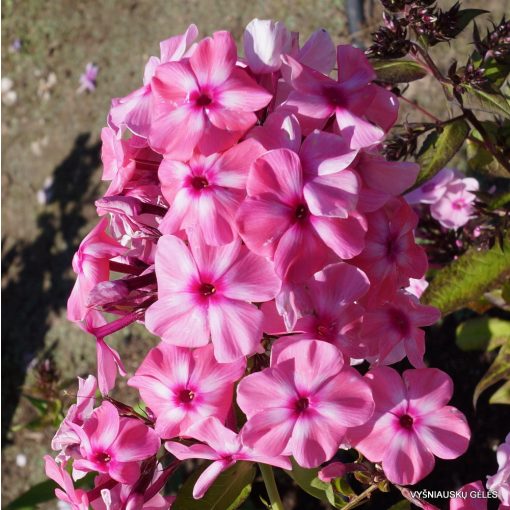 Phlox paniculata Oljenka - Bugás lángvirág