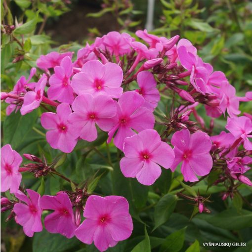 Phlox paniculata Pink Flame - Bugás lángvirág