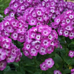 Phlox paniculata Pro Violet Charm Flame - Bugás lángvirág