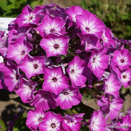 Phlox paniculata Purple Eye Flame - Bugás lángvirág