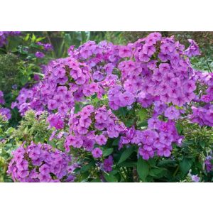 Phlox paniculata Purple Flame - Bugás lángvirág