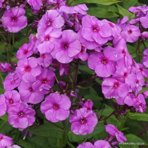 Phlox paniculata Purple Paradise - Bugás lángvirág