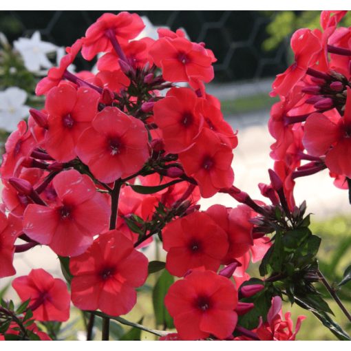 Phlox paniculata Spitfire - Bugás lángvirág