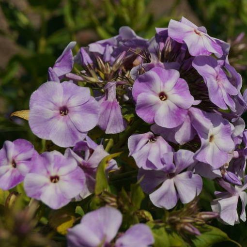 Phlox paniculata Sternhimmel - Bugás lángvirág