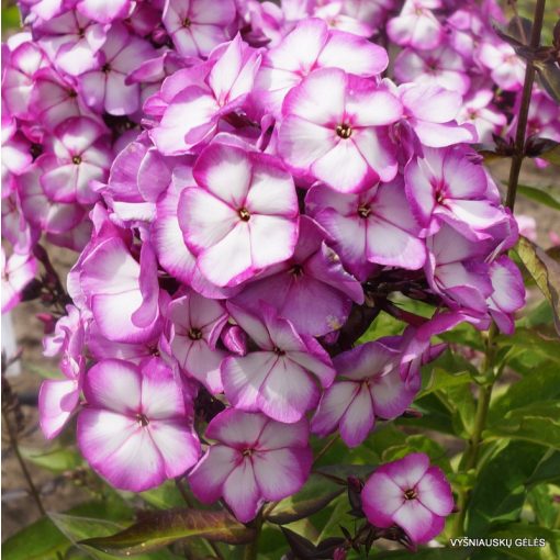 Phlox paniculata Sweet Summer Fantasy - Bugás lángvirág