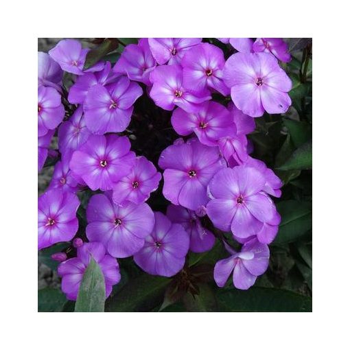 Phlox paniculata Sweet Summer Temptation - Bugás lángvirág