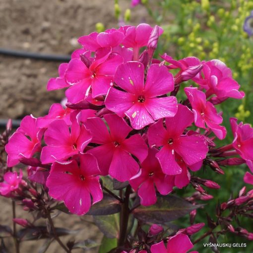 Phlox paniculata Sweet Summer Wine - Bugás lángvirág