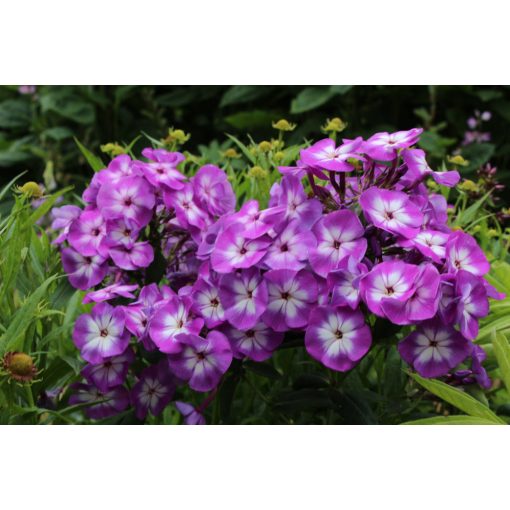 Phlox paniculata Uspech - Bugás lángvirág