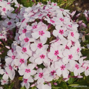 Phlox paniculata White Eye Flame - Bugás lángvirág