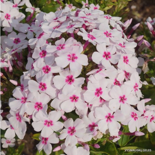 Phlox paniculata White Eye Flame - Bugás lángvirág