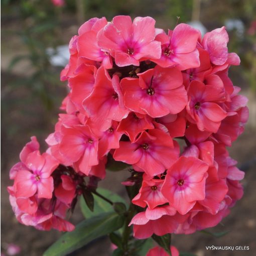 Phlox paniculata Windsor - Bugás lángvirág