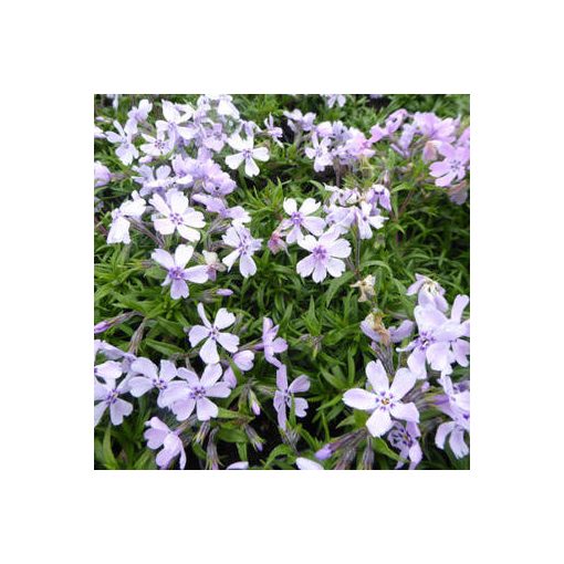 Phlox subulata Benita - Árlevelű lángvirág