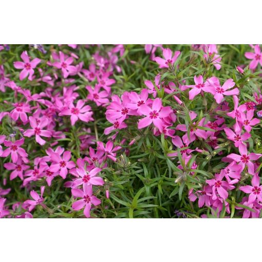 Phlox subulata Crimson Beauty - Árlevelű lángvirág