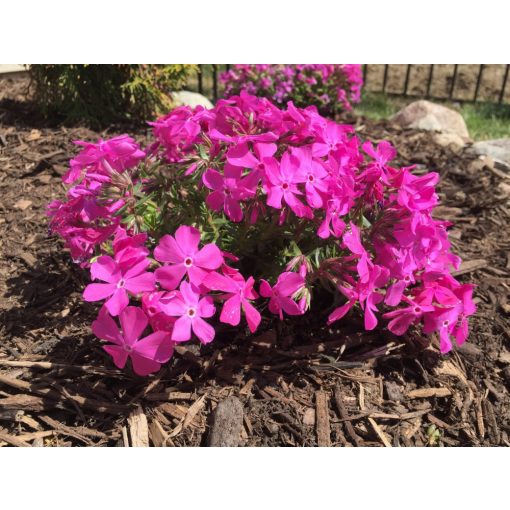 Phlox subulata Drummonds Pink - Árlevelű lángvirág