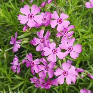   Phlox subulata Fabulous Dark Rose Eye - Árlevelű lángvirág