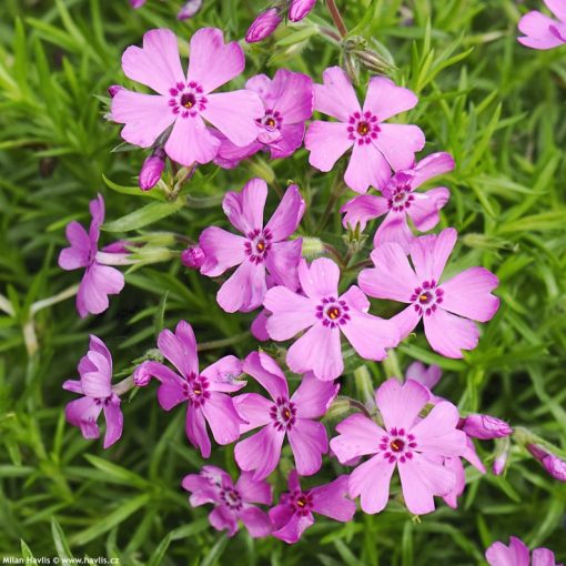 Phlox subulata Fabulous Dark Rose Eye - Árlevelű lángvirág