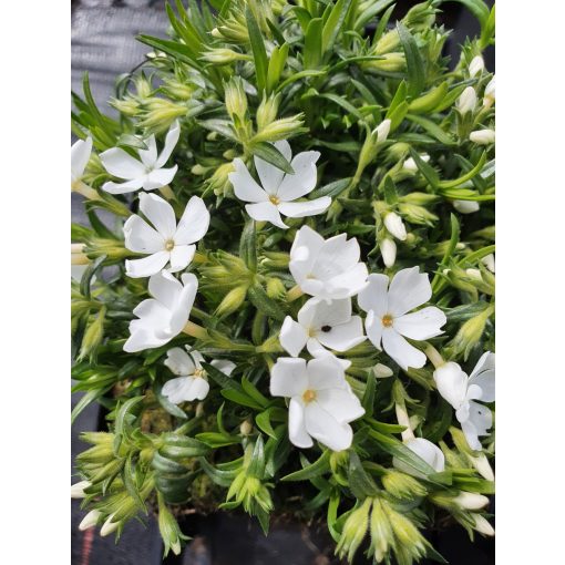 Phlox stolonifera Fabulous White - Tarackos lángvirág