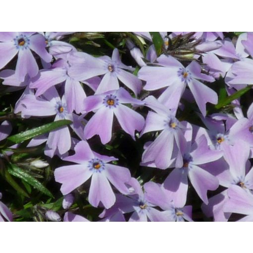 Phlox stolonifera G.F. Wilson - Tarackos lángvirág