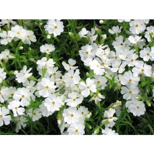 Phlox stolonifera Maischnee - Tarackos lángvirág