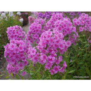 Phlox amplifolia Augenstern - Nagylevelű lángvirág