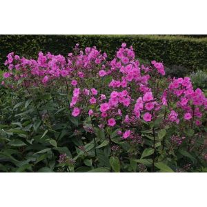 Phlox amplifolia Minnehaha - Nagylevelű lángvirág