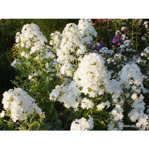 Phlox amplifolia White Clouds - Nagylevelű lángvirág