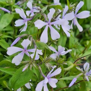 Phlox divaricata Dirigo Ice - Erdei lángvirág