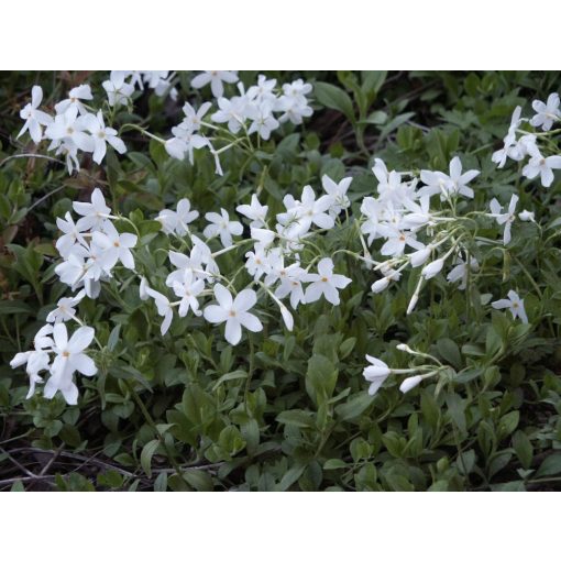 Phlox stolonifera Alba - Tarackos lángvirág