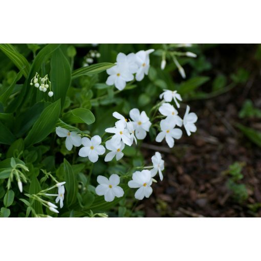 Phlox stolonifera Ariane - Tarackos lángvirág